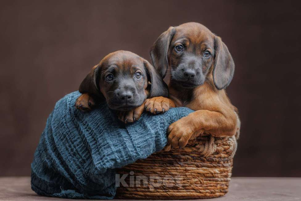Собаки в Мурином: Щенки баварской гончей Мальчик, 100 000 руб. - фото 2