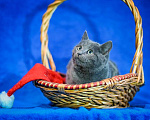 Кошки в Москве: Русские голубые котята в добрые руки Мальчик, Бесплатно - фото 4