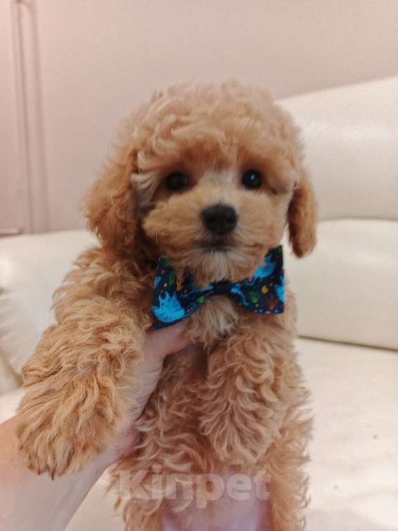 Собаки в Москве: Девочка мальтипу Ф1 с документами и прививками, невероятно милая , отлично выращенная. Девочка, 100 000 руб. - фото 7