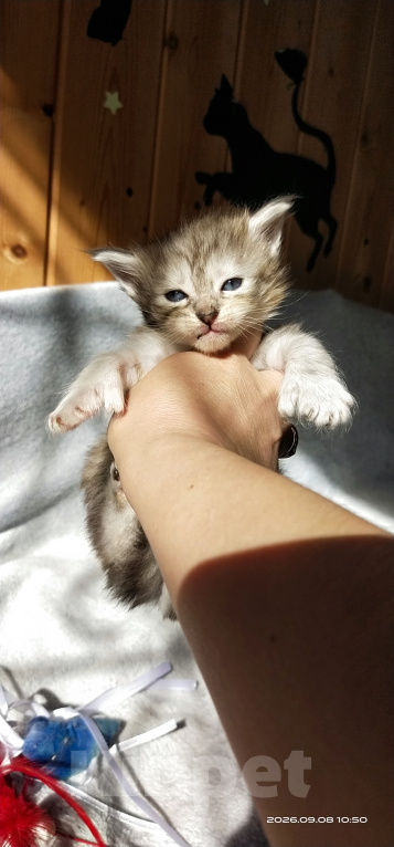 Кошки в Челябинске: 🔥🔥🔥 КОТЯТА МЕЙН-КУН ПОЛИДАКТ ПИТОМНИК 🔥🔥🔥 Разнополые, 5 000 руб. - фото 8