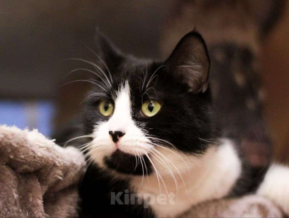 Кошки в Москве: Особенная кошечка Кейси ищет свою семью! Девочка, Бесплатно - фото 2