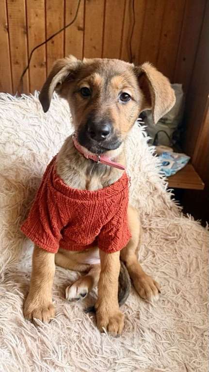 Собаки в Саратове: Девочка- щенок ждёт своего Хозяина !❤️ Девочка, Бесплатно - фото 1