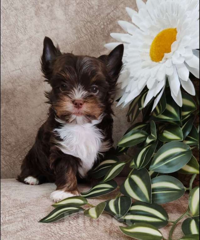 Собаки в Ульяновске: Щенки цветного йорка Девочка, Бесплатно - фото 2