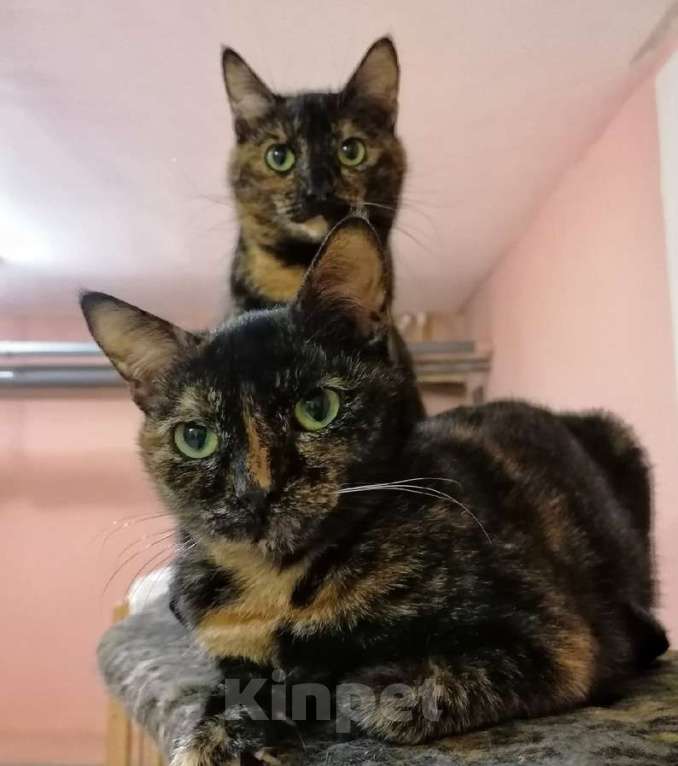 Кошки в Калуге: Конфетки-шоколадки. Трехцветные кошки в добрые руки. Девочка, Бесплатно - фото 4