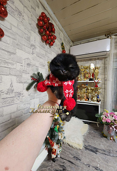 Шпиц померанский мальчик медвежоночек