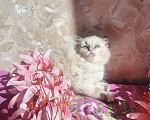 Кошки в Москве: Очаровательно-нежная малыша Рэгдолл Девочка, 65 000 руб. - фото 3