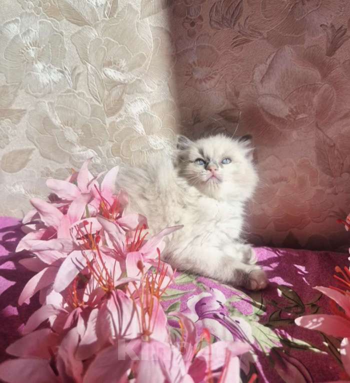 Кошки в Москве: Очаровательно-нежная малыша Рэгдолл Девочка, 65 000 руб. - фото 3