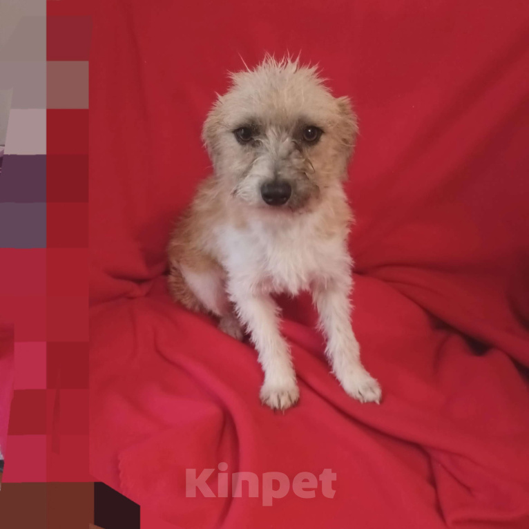 Собаки в Санкт-Петербурге: Собака в добрые руки  Девочка, Бесплатно - фото 3