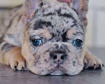 Собаки в Москве: Девочка голубой мерле тан Девочка, 80 000 руб. - фото 1