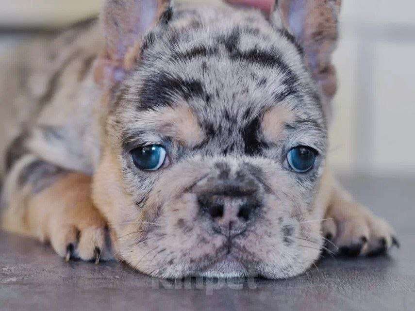 Собаки в Москве: Девочка голубой мерле тан Девочка, 80 000 руб. - фото 1