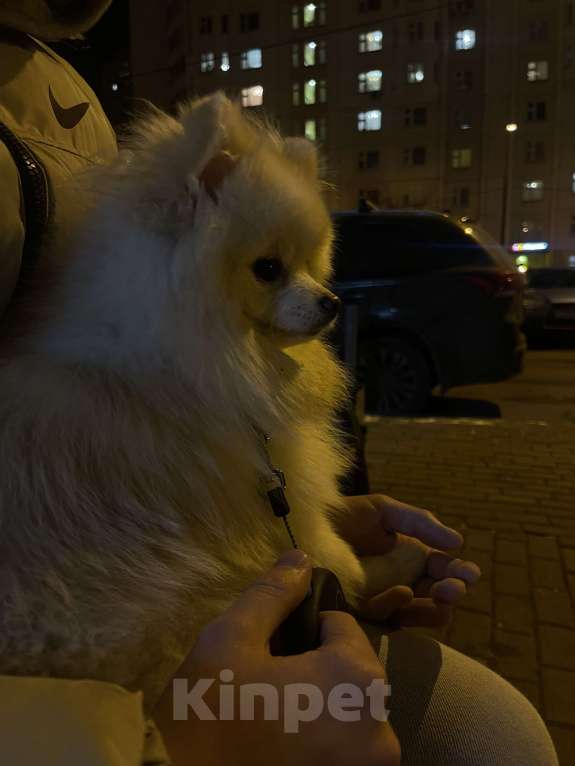 Собаки в Мытищах: Шпиц мальчик маленький  Мальчик, 15 000 руб. - фото 3