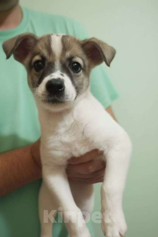 Собаки в Астрахани: Щенок бесплатно Астрахань Девочка, Бесплатно - фото 1