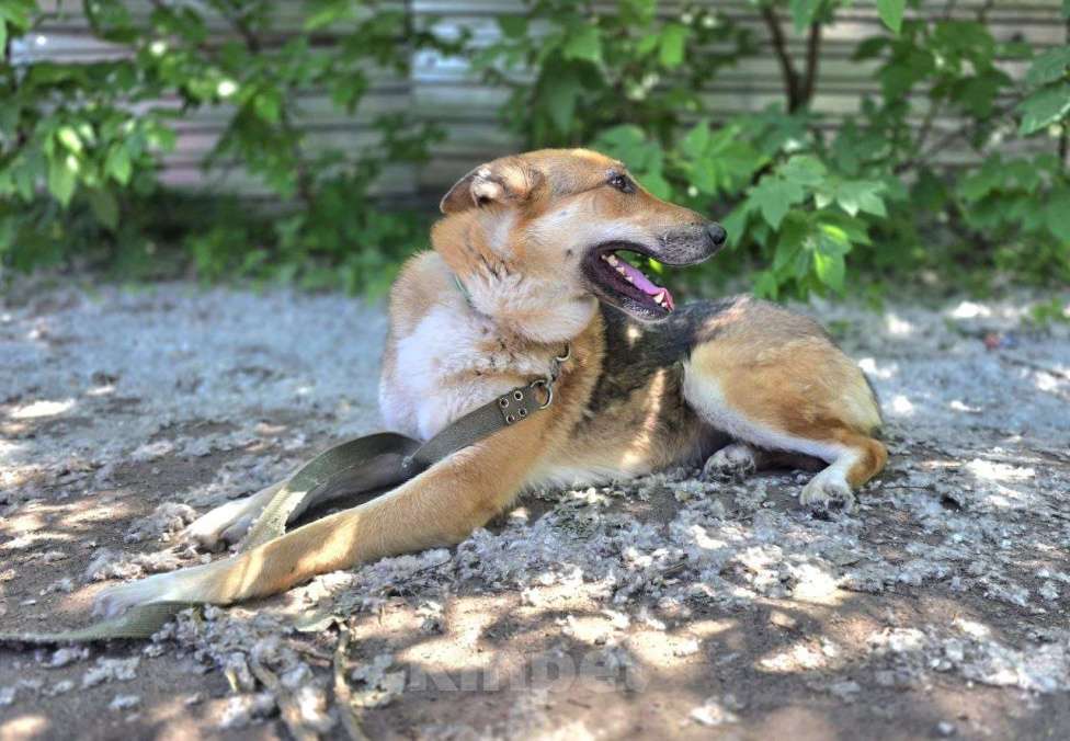 Собаки в Королеве: Лекси! Девочка, Бесплатно - фото 1