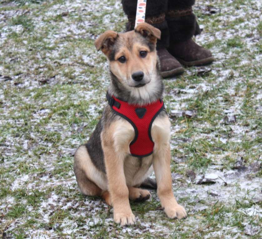 Собаки в Москве: Малышка Нюша очень ждет своего родного ЧЕЛОВЕКА. Девочка, Бесплатно - фото 7