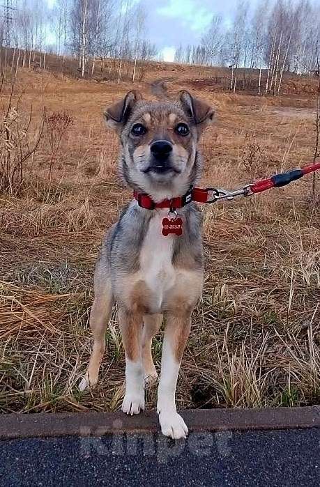 Собаки в Санкт-Петербурге: Собачка размером с кошечку ищет дом Девочка, Бесплатно - фото 8