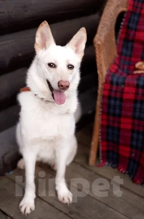 Собаки в Лосином-Петровском: Бэлла якутенок Девочка, Бесплатно - фото 4