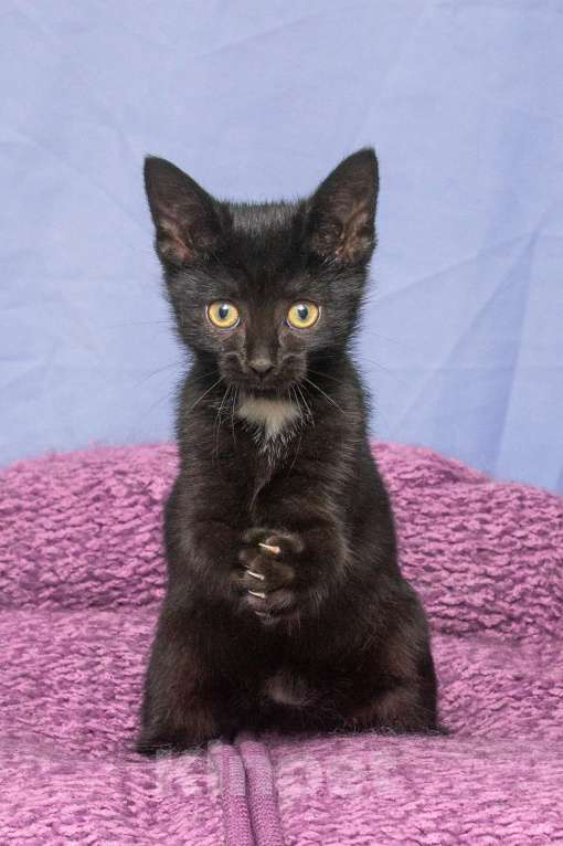 Кошки в Москве: Мудрая и игривая одновременно. Котенок Багги Девочка, Бесплатно - фото 3