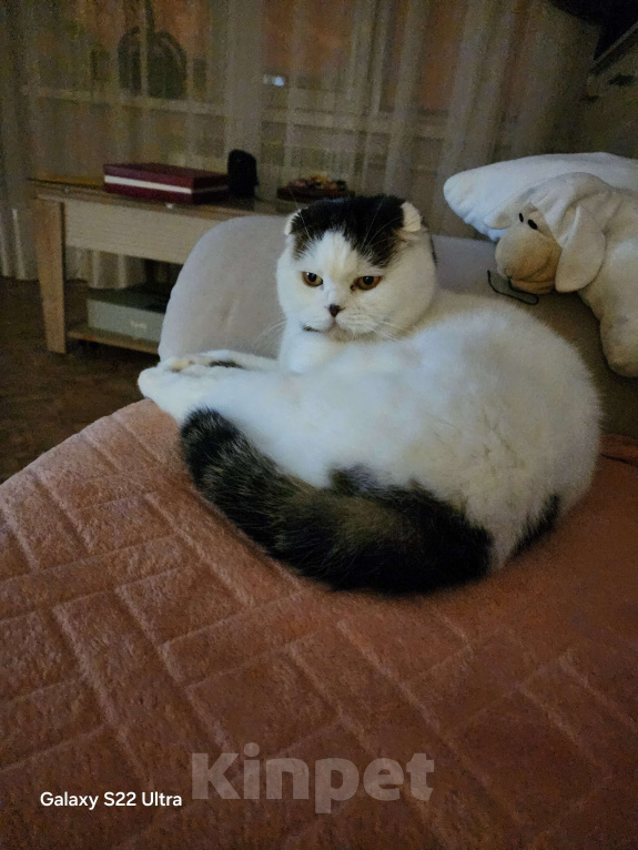 Кошки в Тольятти: Отдам кота в добрые руки Мальчик, Бесплатно - фото 1