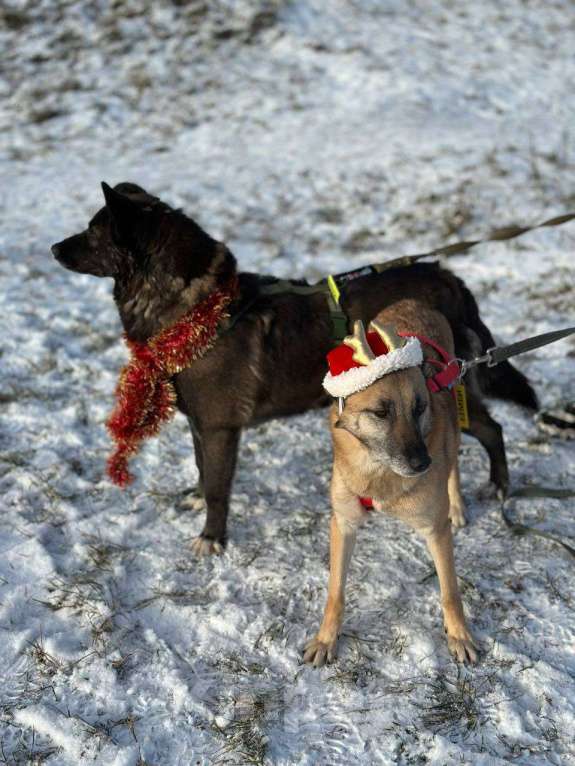 Собаки в Москве: Келли Девочка, Бесплатно - фото 7