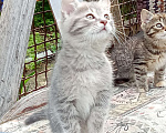Кошки в Михайловске: Котята, раздаю Мальчик, Бесплатно - фото 4