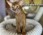 Кошки в Самаре: Аби-малыши Мальчик, Бесплатно - фото 4