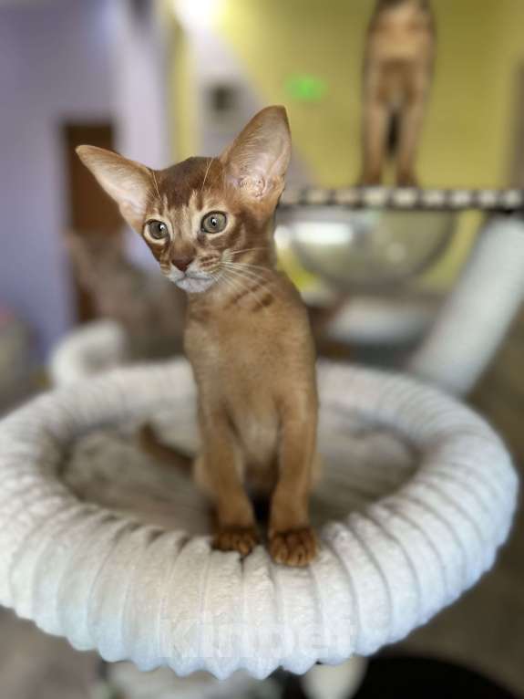 Кошки в Самаре: Аби-малыши Мальчик, Бесплатно - фото 4