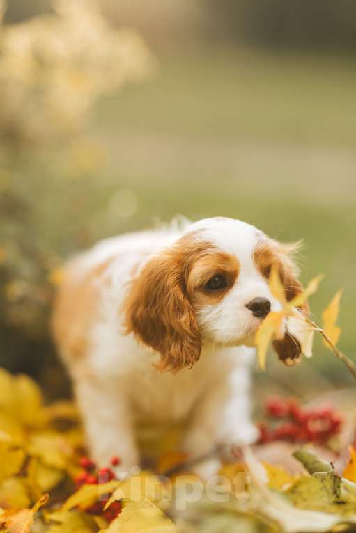 Собаки в Санкт-Петербурге: девочка бленхейм Девочка, Бесплатно - фото 7
