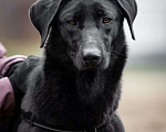 Собаки в Москве: Позитивная и ласковая собака в добрые руки. Девочка, Бесплатно - фото 4