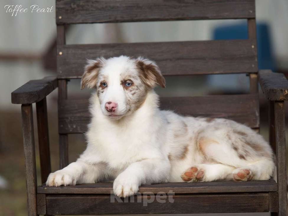 Собаки в Москве: Щенки бордер колли Разнополые, Бесплатно - фото 3