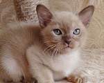 Кошки в Санкт-Петербурге: Бурманский  котенок ( Шампань -эксклюзив) Мальчик, 35 000 руб. - фото 1