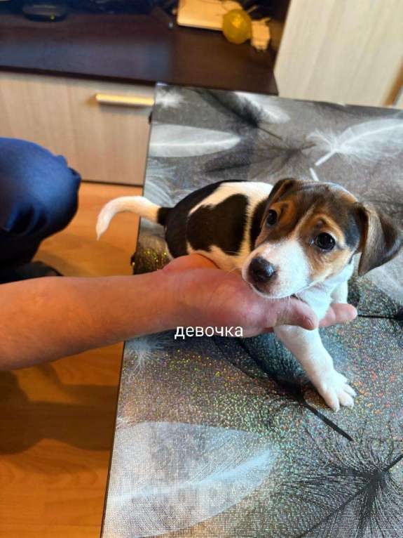 Собаки в Москве: Щенок Девочка, 30 000 руб. - фото 2