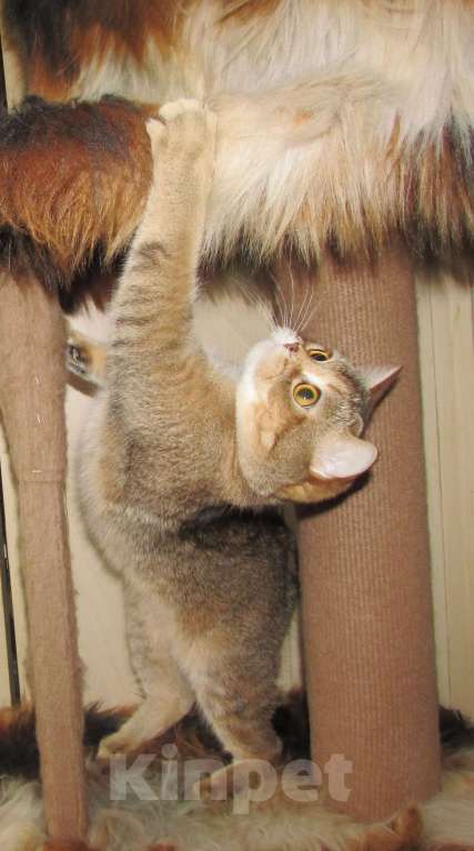 Кошки в Санкт-Петербурге: шотландские кошечки и котик Девочка, Бесплатно - фото 6