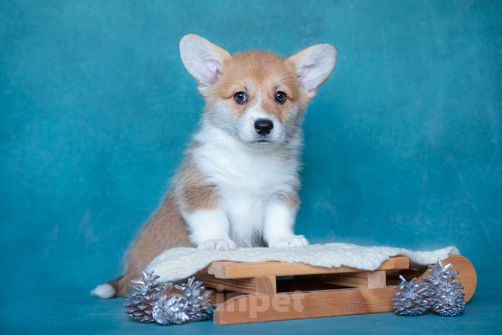 Собаки в Москве: Топ Модель Из Басвет Прайд  Девочка, 100 000 руб. - фото 4