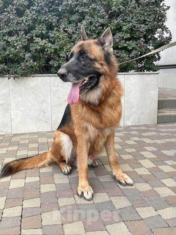 Собаки в Краснодаре: Ищет дом кобель немецкой овчарки по кличке Оскар Мальчик, 10 руб. - фото 5