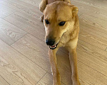 Собаки в Звенигороде: Рыжий пес Лис ищет дом  Мальчик, 1 руб. - фото 6