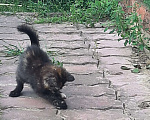 Кошки в Москве: Я еще без имени Девочка, Бесплатно - фото 7