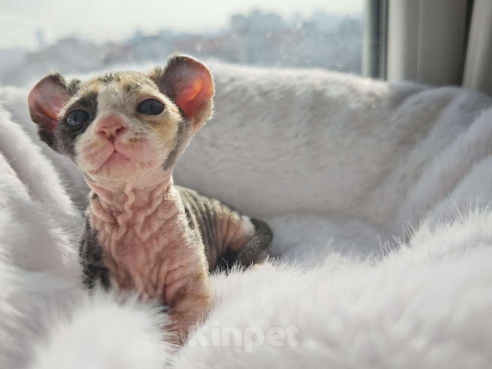 Кошки в Екатеринбурге: Девочка двэльф канадский сфинкс котенок Мальчик, 70 000 руб. - фото 7