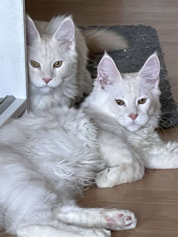 Кошки в Москве: Пушистый ангел для вашего настроения Мальчик, 60 000 руб. - фото 6