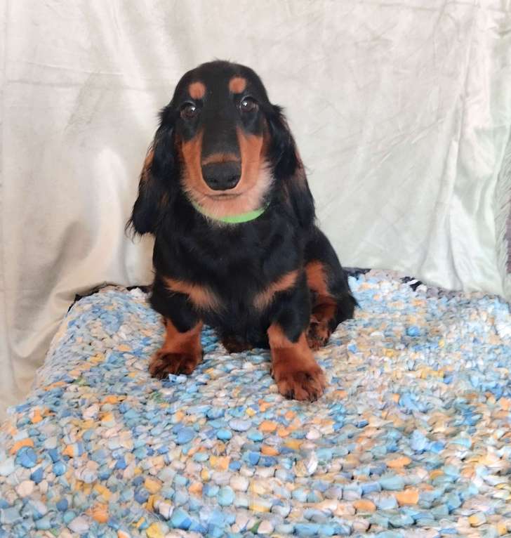 Собаки в Москве: щенки таксы миниатюрной Мальчик, 35 000 руб. - фото 2