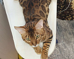 Кошки в Краснодаре: Бенгальский кот Мальчик, 40 000 руб. - фото 1