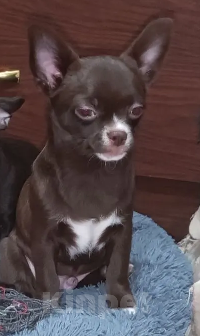 Собаки в Королеве: Щенкок Чихуа-хуа Мальчик, 15 000 руб. - фото 2