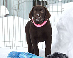 Собаки в Санкт-Петербурге: Шикарные малыши лабрадора из племенного питомника Мальчик, 70 000 руб. - фото 6