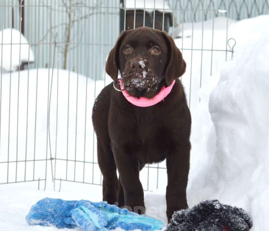 Собаки в Санкт-Петербурге: Шикарные малыши лабрадора из племенного питомника Мальчик, 70 000 руб. - фото 6