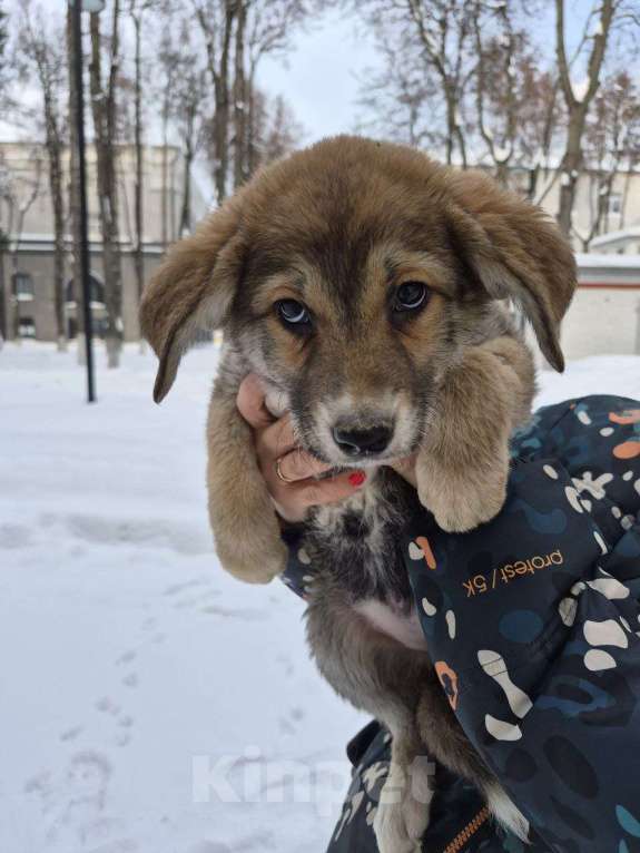 Собаки в других городах Московской области: Лилу ищет дом! Девочка, 1 руб. - фото 2