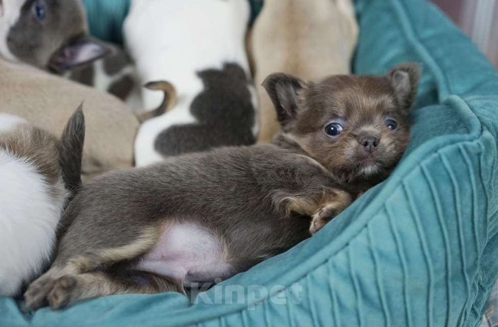 Собаки в Казани: Голубо-подпалый мальчик чихуахуа Мальчик, 50 000 руб. - фото 4