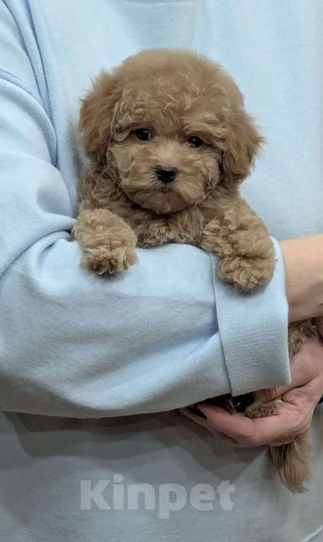 Собаки в Москве: Девочка мальтипу Девочка, 100 000 руб. - фото 1