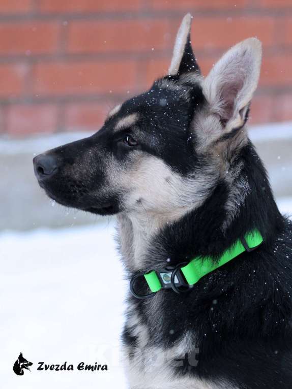 Собаки в Искитиме: Девочка восточноевропейской овчарки - 5 месяцев Девочка, Бесплатно - фото 2