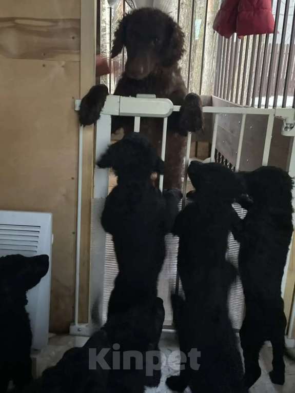 Собаки в других городах Московской области: Курчавошерстный ретривер, щенок Разнополые, 40 000 руб. - фото 4