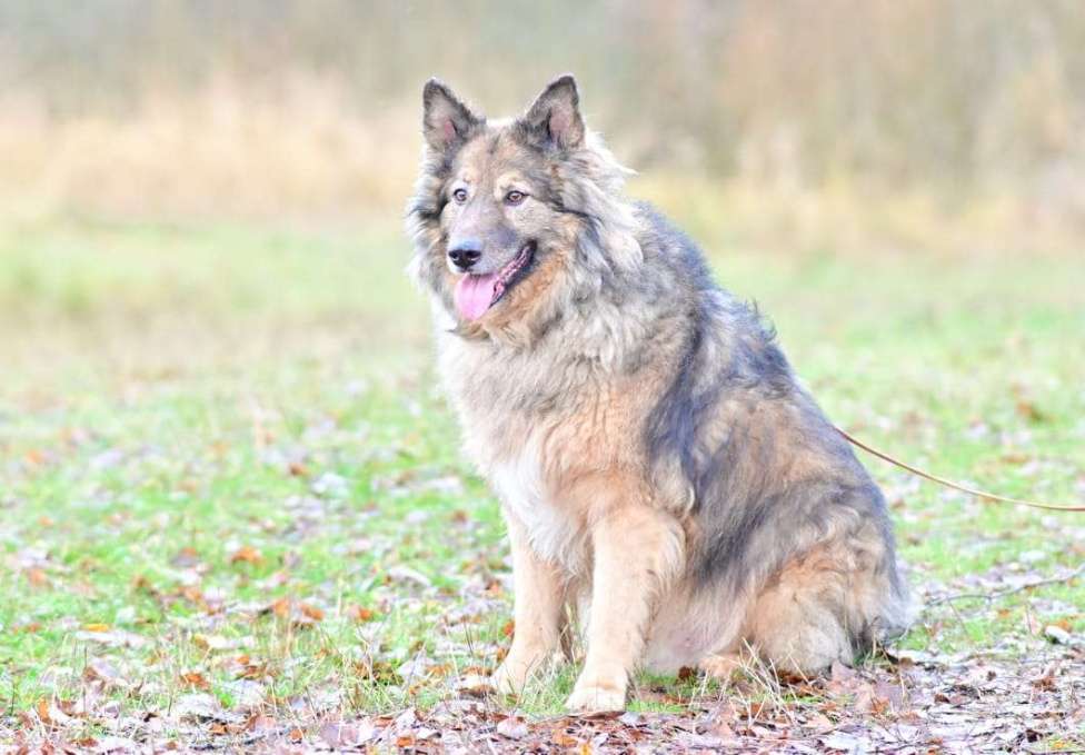 Собаки в Солнечногорске: Метис длинношёрстной овчарки в дар Мальчик, Бесплатно - фото 2