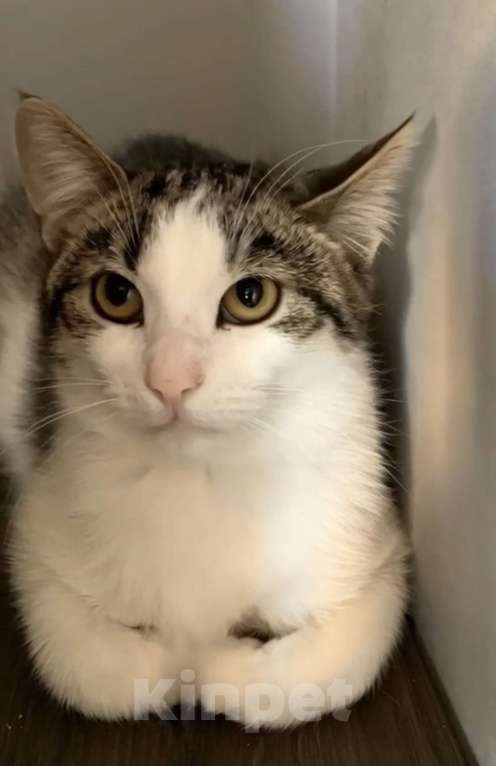 Кошки в Санкт-Петербурге: Котик Стёпка ищет дом Мальчик, Бесплатно - фото 3